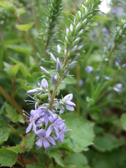Veronica prostrata (Veronica prostrata)