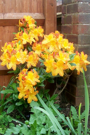 4_5_15.jpg (Rhododendron (azalea) 'golden flare')