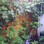 bluebells_blackberris_and_aquilegia.jpg