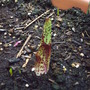 cannas_white.jpg