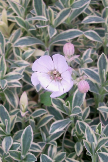 A garden flower photo (Silene uniflora)