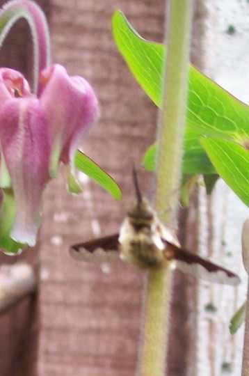 3_5_5.jpg (aquilegia)