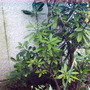 Rhododendron