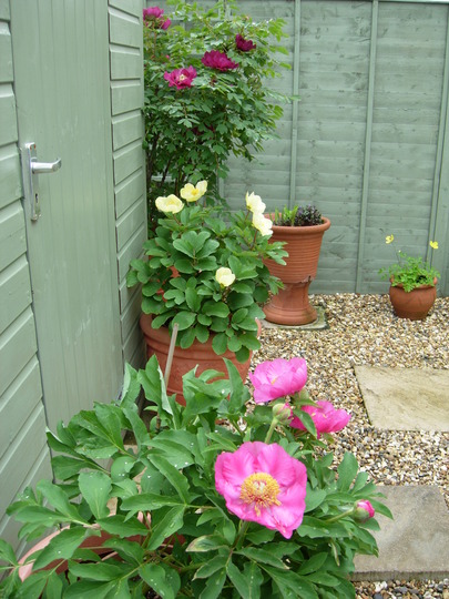 3 Paeonies