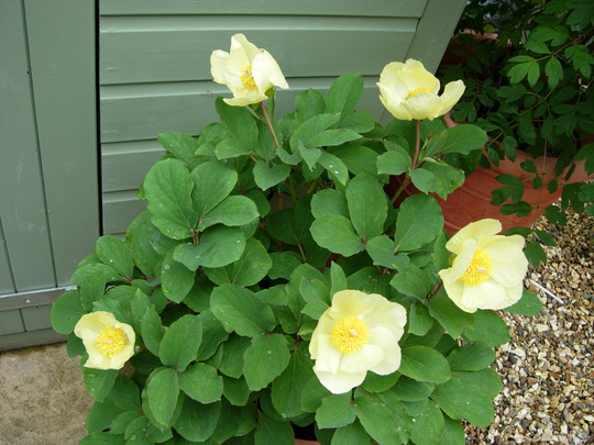 Peaonia Wittmanniana