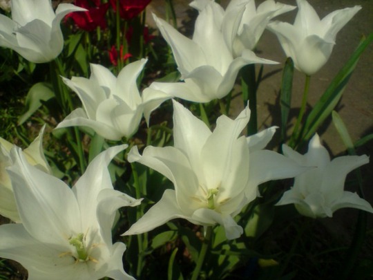 white tulip elegant lady