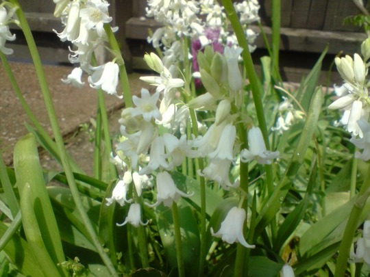 white bells
