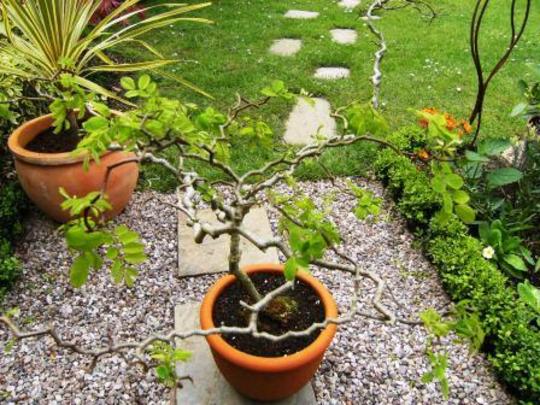 Robinia 'Lace Lady' (Zig Zag Tree) (Robinia 'Lace Lady')