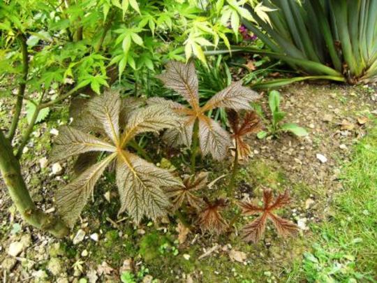 Rodgersia (Rodgersia)