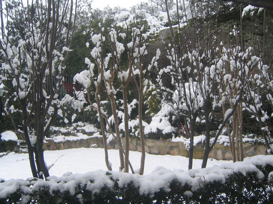 Plum tree under the snow (PRUNUS CERRULATA)