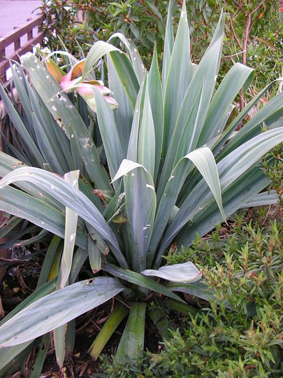 A garden flower photo