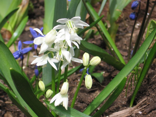 scilla (Scilla siberica (Siberian squill))