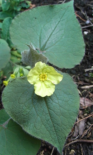 Saruma henryi (Saruma henryi)