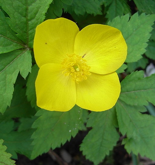 Hylomecon japonicum (Hylomecon japonicum)