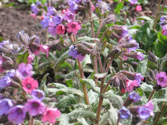 pulmonaria (Pulmonaria angustifolia (Blue Cowslip))