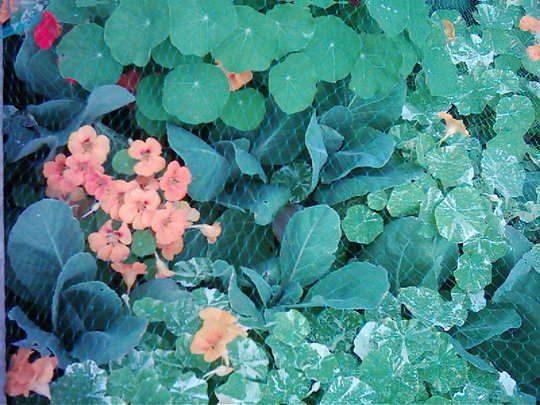 nasturtiums. (Nasturtium officinale )