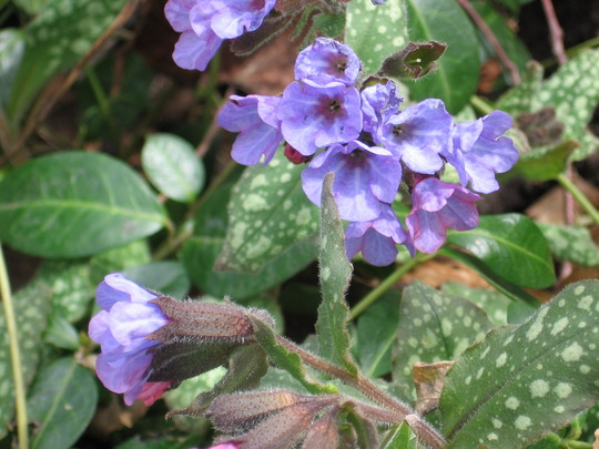 pulmonaria (Pulmonaria angustifolia (Blue Cowslip))