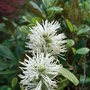 Fothergilla_gardenii__blue_mist_