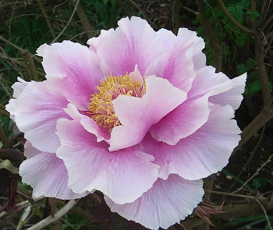 Tree paeony 1 (Tree paeony)