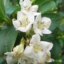 Weigela__bristol_snowflake_