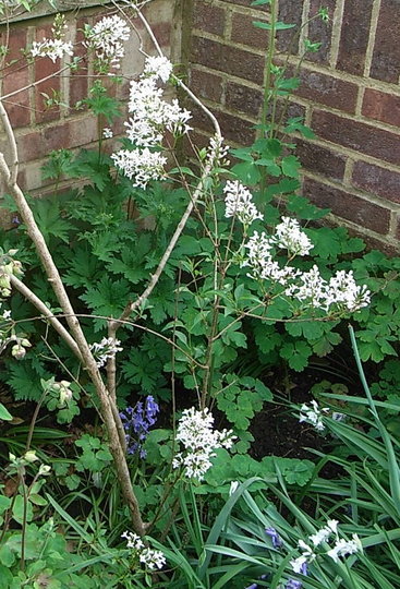 Syringa x persica (Syringa x persica)