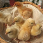 Chicks_02