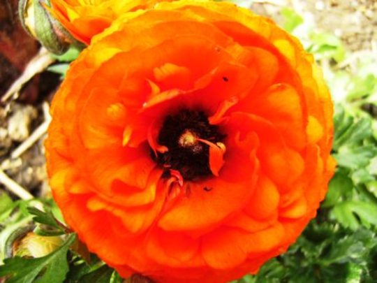 Ranunculus