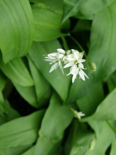 wild garlic