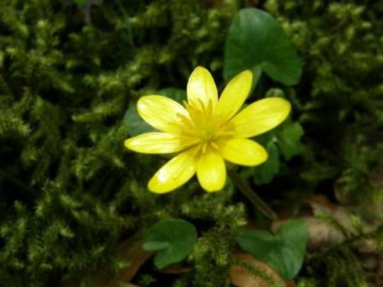 A garden flower photo