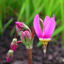 Dodecatheon_maedia