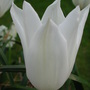 White_tulip