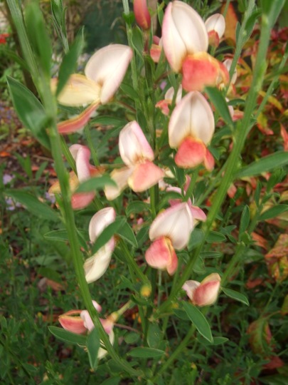 Cytisus 'Zeelandia' (Cytisus scoparius (Andreanus Broom))