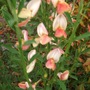 Cytisus