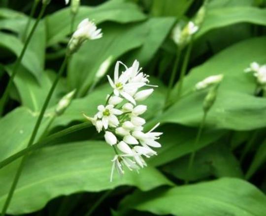 wild garlic (Allium canadense (Wild Garlic))