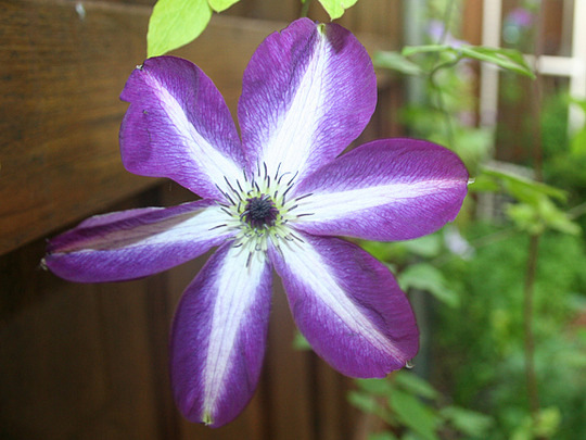 CLEMATIS VENOSA VIOLACEA