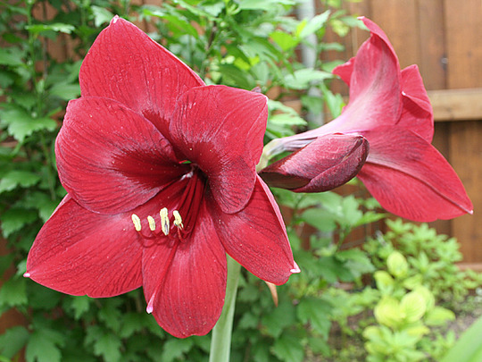 RED AMARYLLIS