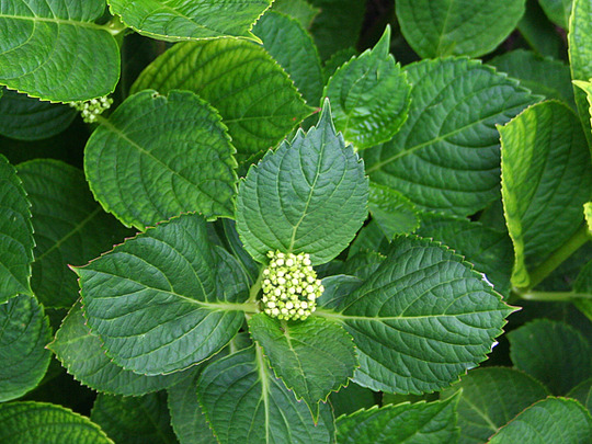 HYDRANGEA MACROPHYLLA