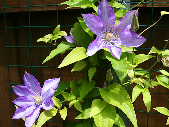 CLEMATIS--PROTEUS
