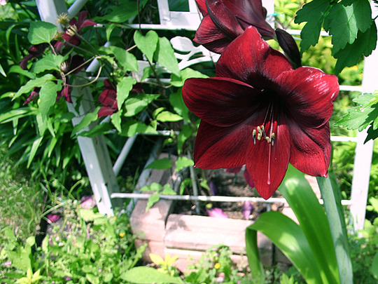 RED AMARYLLIS