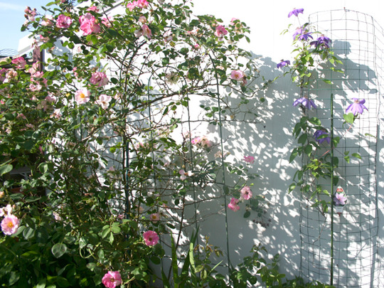 SHRUB ROSES AND VIOLET CHARM CLEMATIS