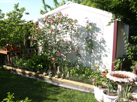 SHRUB ROSES
