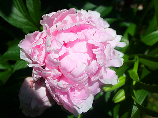 PEONY--SARAH BERNHARDT