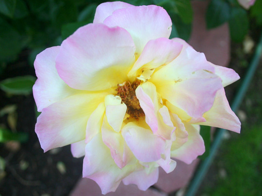 ROSE- PEACE