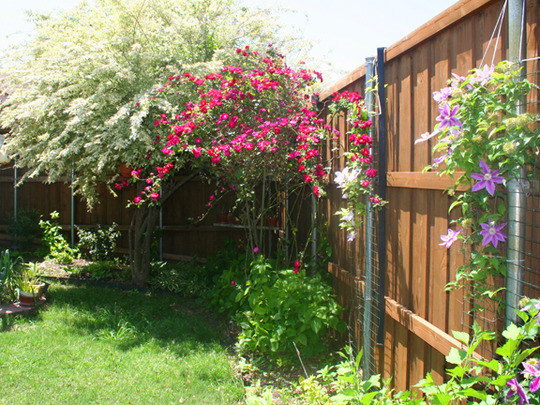 Shade garden