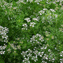 Camraw_031