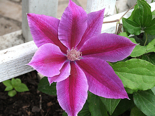 DR.RUPPELL CLEMATIS