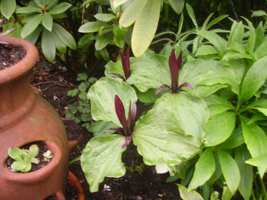 My sister-in-law's trillium (Trillium grandiflorum (Wake robin))