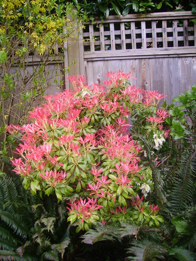 more of my sister-in-law's garden (Pieris japonica (Lily of the valley bush))