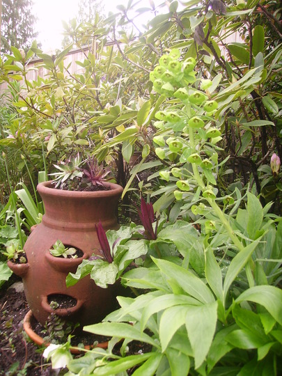 more of my sister-in-law's garden