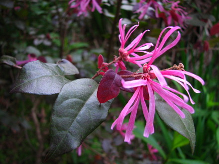 loropetalum rubrum  'burgandy'